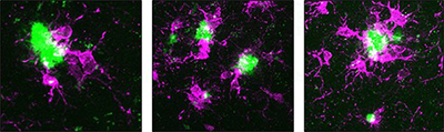 Neural Science, Medicine, Cedars-Sinai