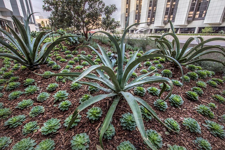 One of four different gardens within the Healing Gardens, the Education Garden showcases the use of Mediterranean-climate, drought-tolerant plants for landscaping.