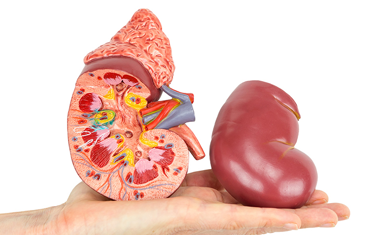 A pair of kidneys