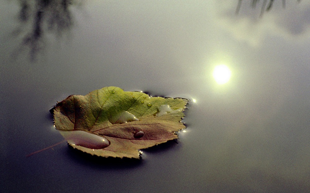 Leaf in water