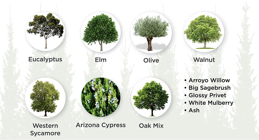 Arizona Cypress, Eucalyptus, Elm, Oak Mix, Olive, Walnut, Western Sycamore, Arroyo Willow, Big Sagebrush, Glossy Privet, White Mulberry, Ash