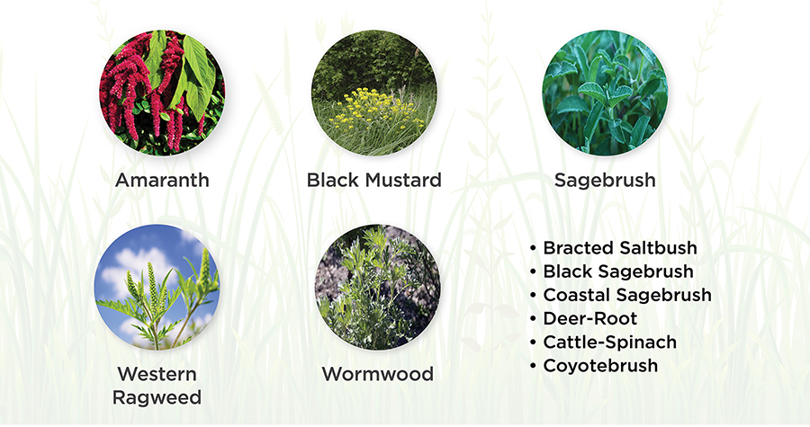 Amaranth, Black Mustard, Sagebrush, Western Ragweed, Wormwood, Bracted Saltbush, Black and Coastal Sagebrush, Deer-Root, Cattle-Spinich, Coyotebrush