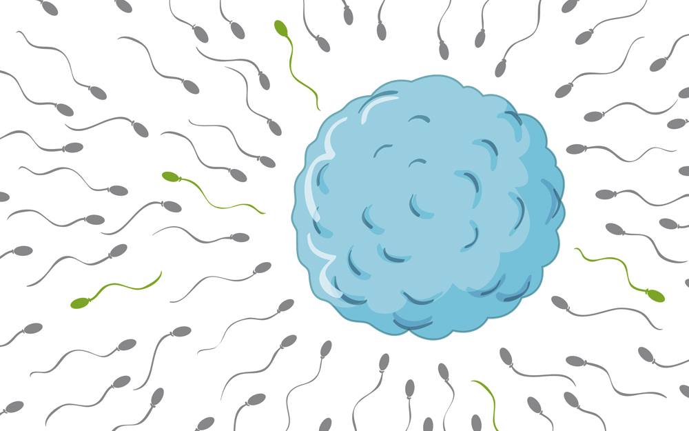Sperm Health: How to Increase Fertility in Men teaser image