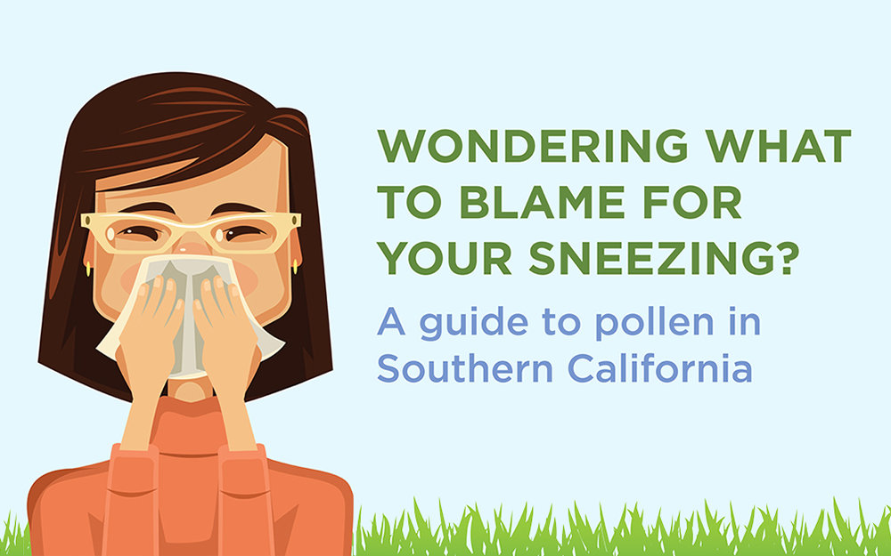 Wondering what to blame for your sneezing? A guide to pollen in Southern California