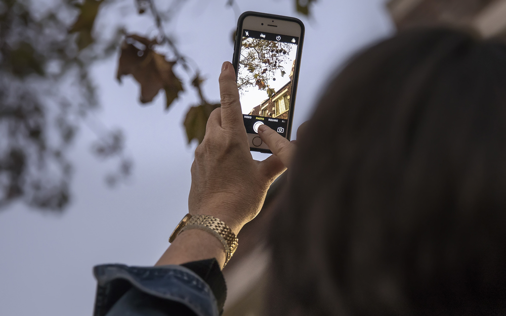 Taking a photo of a tree branch