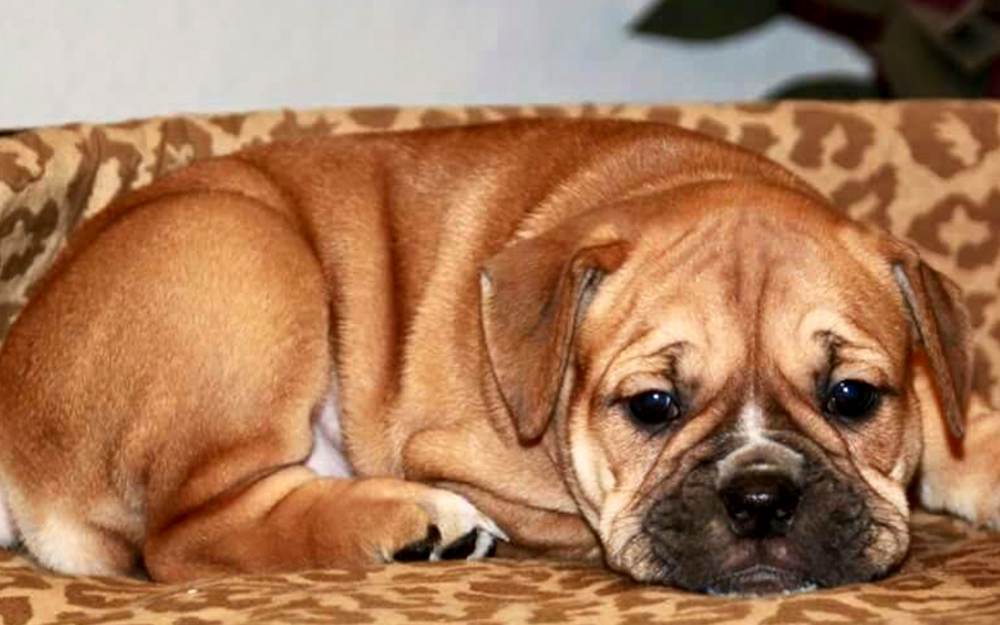 Oso as a puppy.