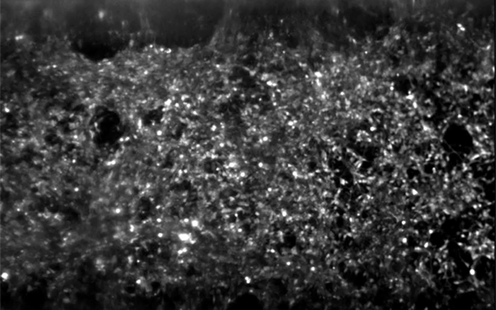 Hundreds of spinal motor neurons spontaneously communicate through electrical signals inside an Organ-Chip.