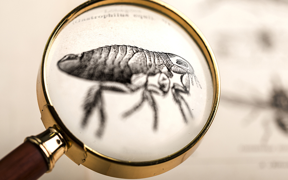 Flea under magnifying glass in old book.