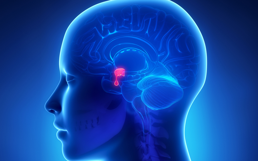 Illustration of a human head with the pituitary gland highlighted.
