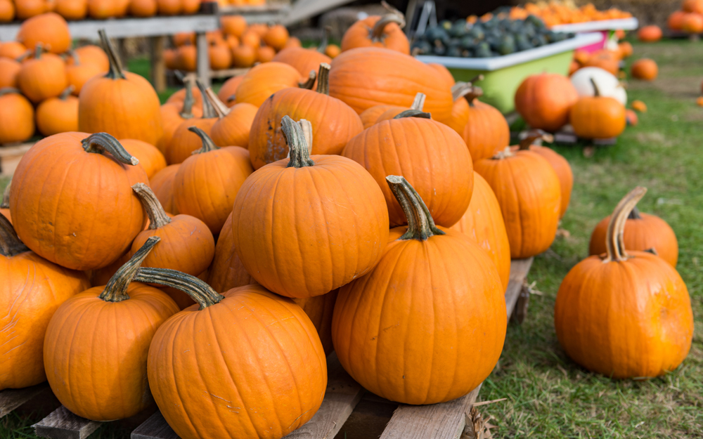 Your pumpkin spice addiction might be healthy.