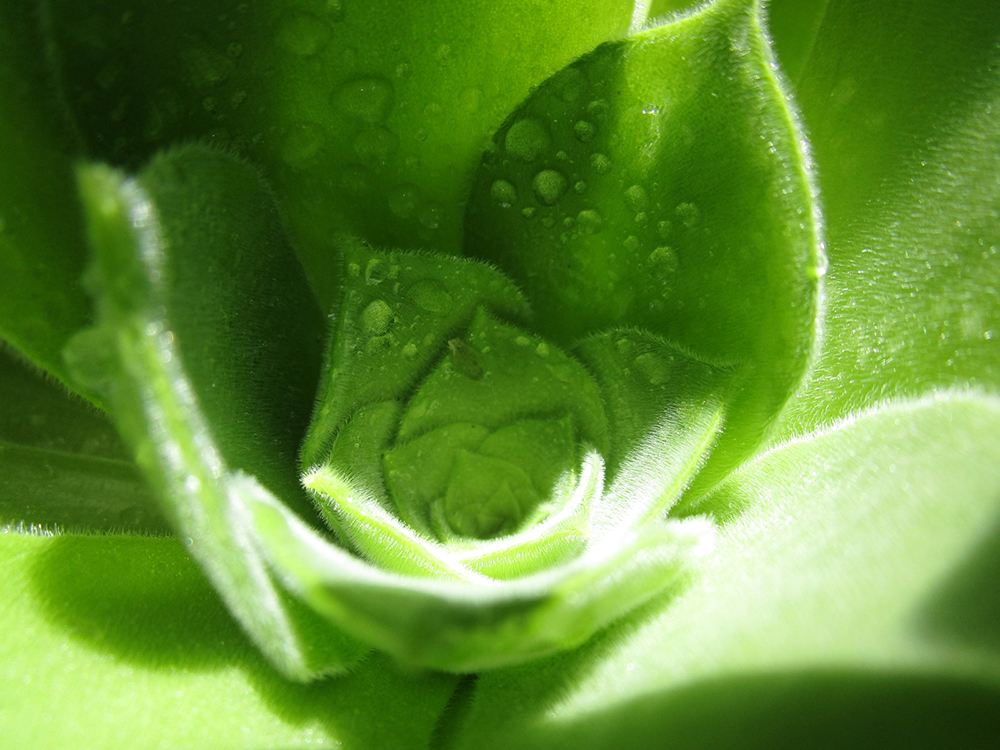 Catlin Meaney's snapshot of a green succulent.
