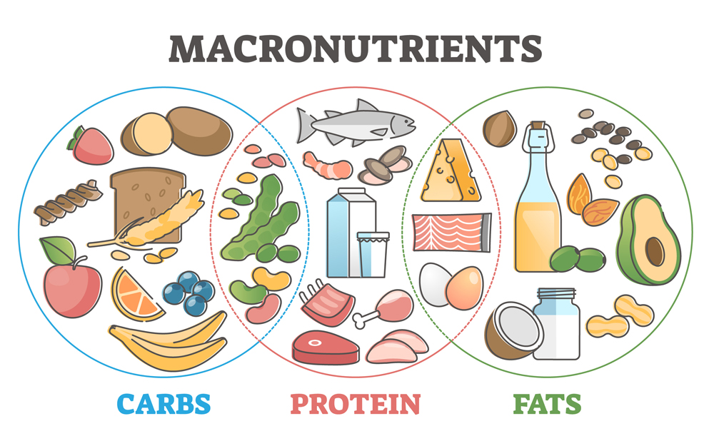 An illustrated vin diagram of macronutrient food sources.