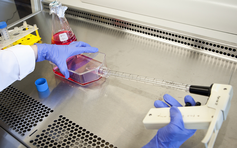 Scientist's hands sampling liquid from petri dish in a fume hood