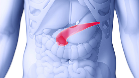 Image of intestinal system.