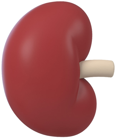 Mr. Potato's kidney.