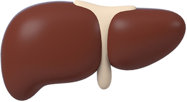 Mr. Potato's liver.