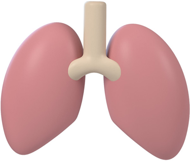 Mr. Potato's lungs.