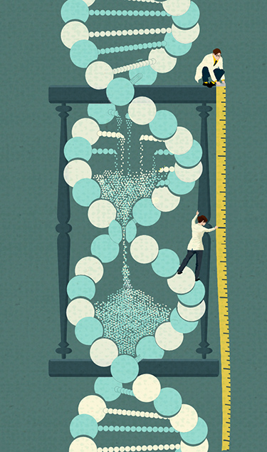 DNA Hourglass