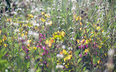 Garden with flowers.