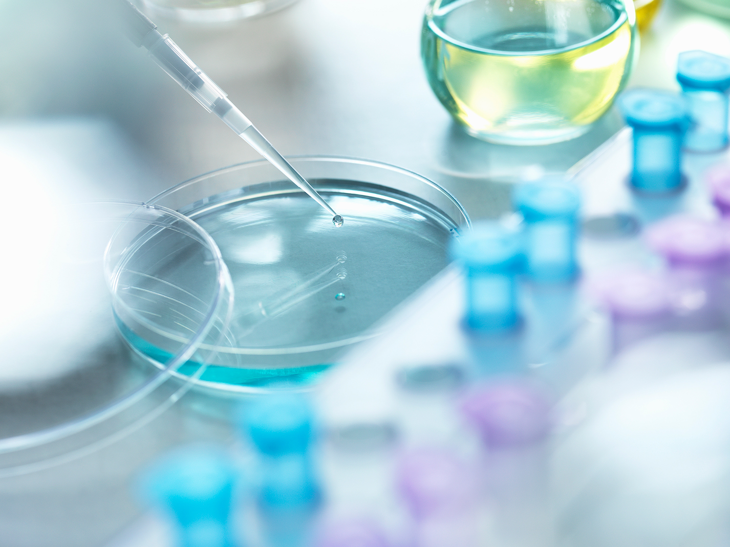 Petri dish