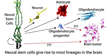 adult neural stem cells adult neural stem cells