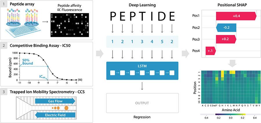 Peptide collisional cross section