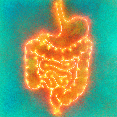 Human intestine, illustration.